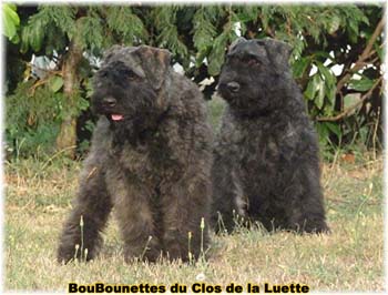 chiots du clos de la luette SITE WEB ELEVAGE DU CLOS DE LA LUETTE SPECIALISE POUR LE BOUVIER DES FLANDRES ©